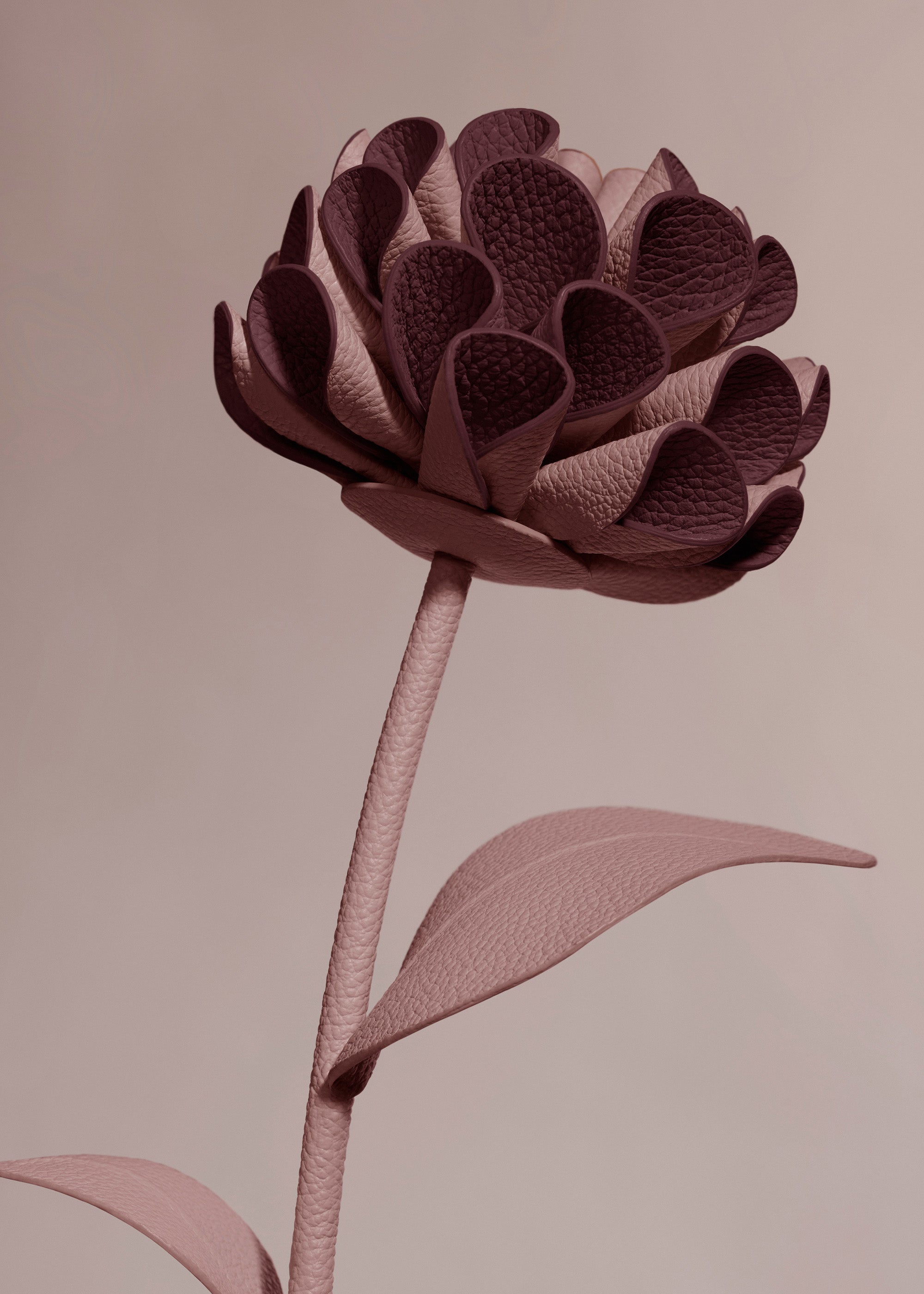 Dalium Flower - Duo Lilac