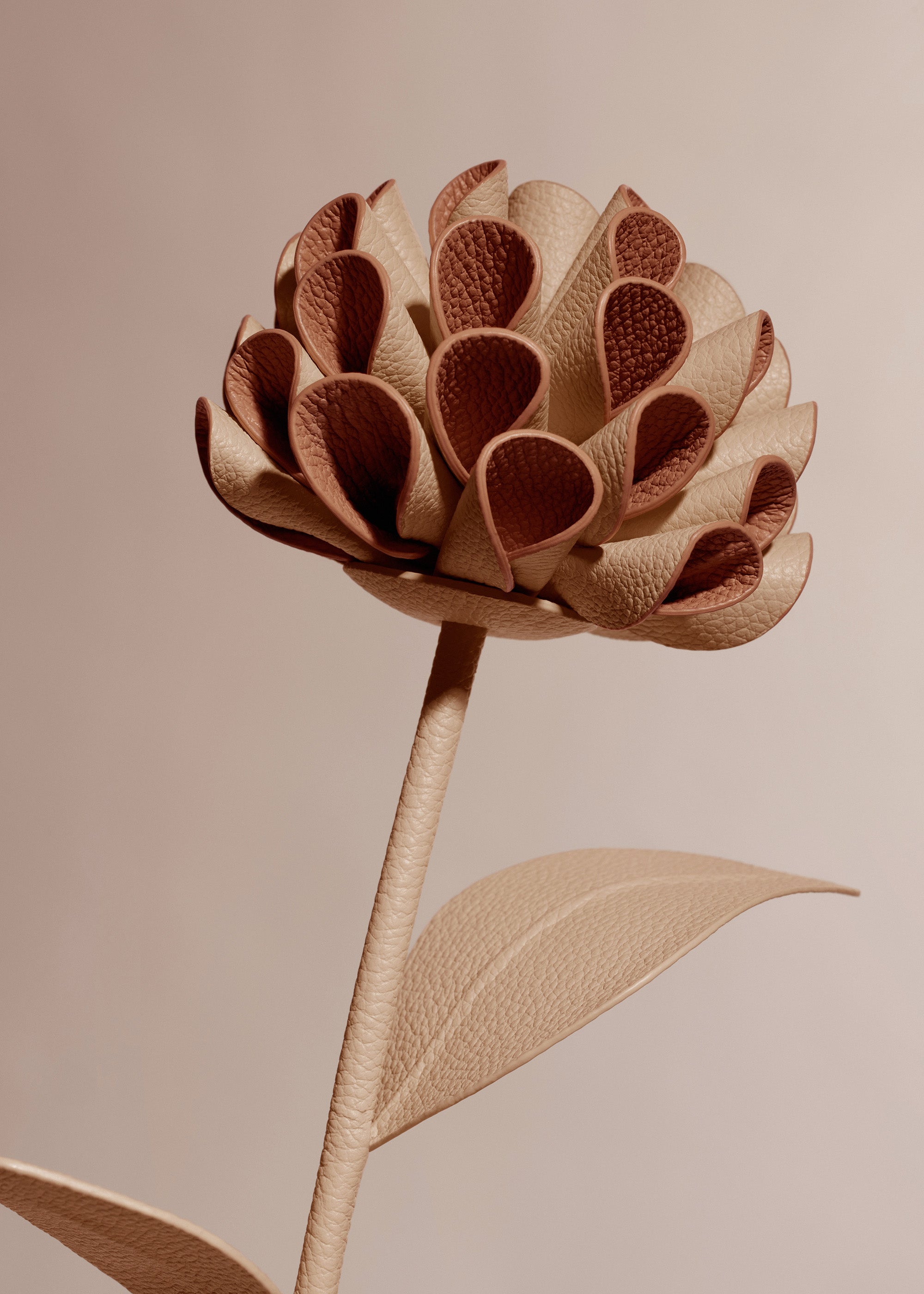 Dalium Flower - Duo Beige